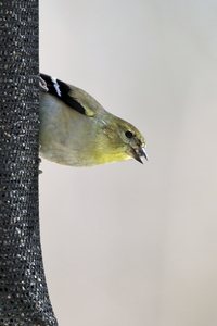 American Goldfinch