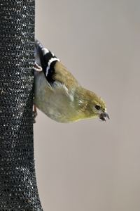 American Goldfinch