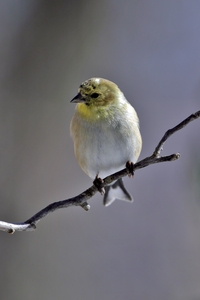 American Goldfinch