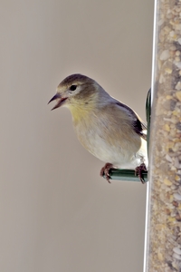 American Goldfinch