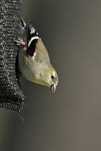 American Goldfinch