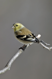 American Goldfinch