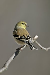 American Goldfinch