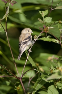 American Goldfinch