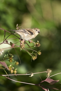 American Goldfinch