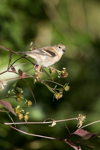 American Goldfinch