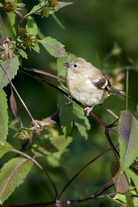 American Goldfinch