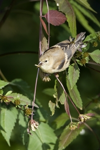 American Goldfinch