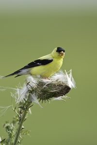 American Goldfinch