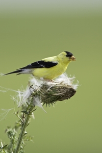 American Goldfinch