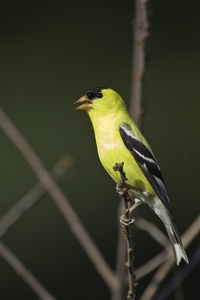 American Goldfinch