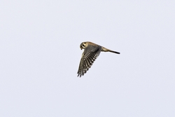 American Kestrel
