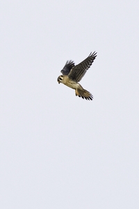 American Kestrel
