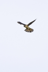 American Kestrel