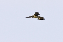 American Kestrel
