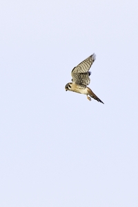 American Kestrel