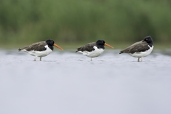 American Oystercatcher