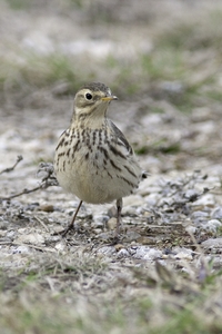 American Pipit