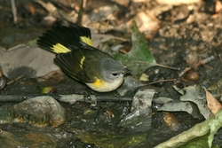 American Redstart