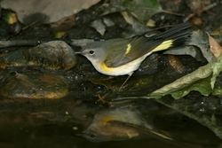 American Redstart