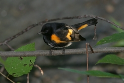 American Redstart