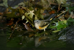 American Redstart