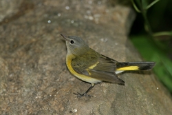American Redstart