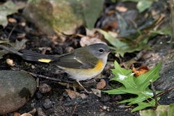 American Redstart