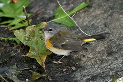 American Redstart