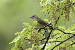American Redstart