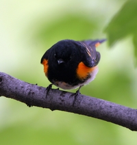 American Redstart