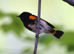 American Redstart