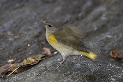 American Redstart