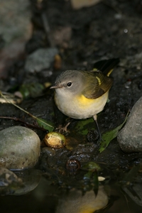 American Redstart
