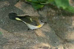 American Redstart