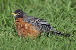 American Robin