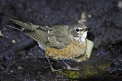 American Robin