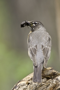 American Robin