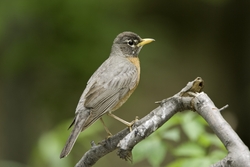 American Robin