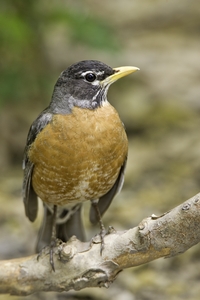 American Robin