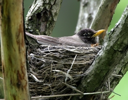 American Robin