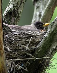 American Robin