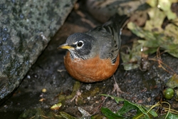 American Robin