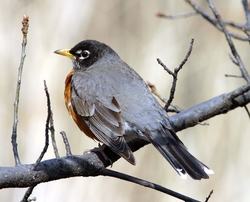 American Robin