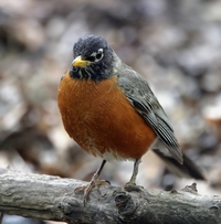 American Robin