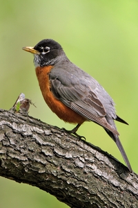 American Robin