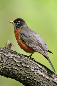 American Robin