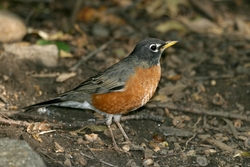 American Robin