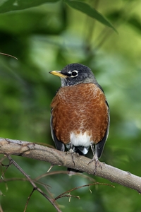 American Robin