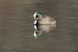 American Wigeon